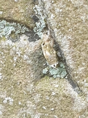 Narycia duplicella
