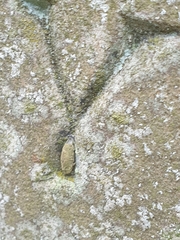 Narycia duplicella