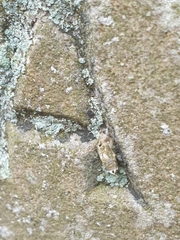 Narycia duplicella