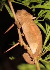 Bradypodion setaroi