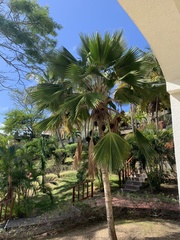 Pritchardia