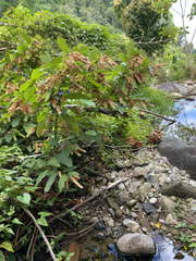 Flemingia strobilifera