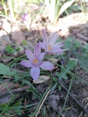 Crocus minimus