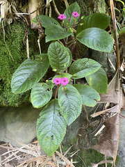 Chrysothemis melittifolia