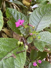 Chrysothemis melittifolia