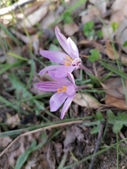 Crocus minimus