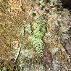 Hymenophyllum punctisorum