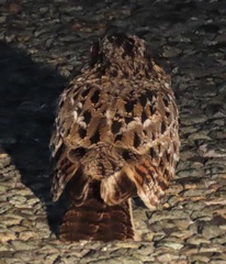 Caprimulgus natalensis