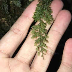 Hymenophyllum punctisorum