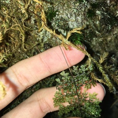 Hymenophyllum punctisorum