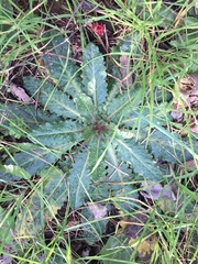 Helminthotheca echioides