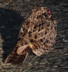 Caprimulgus natalensis