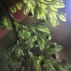 Hymenophyllum punctisorum
