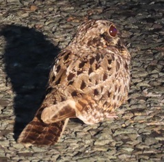 Caprimulgus natalensis