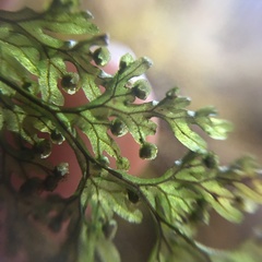 Hymenophyllum punctisorum