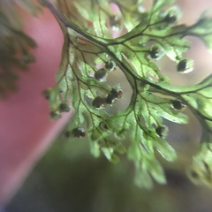 Hymenophyllum punctisorum