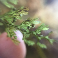 Hymenophyllum punctisorum