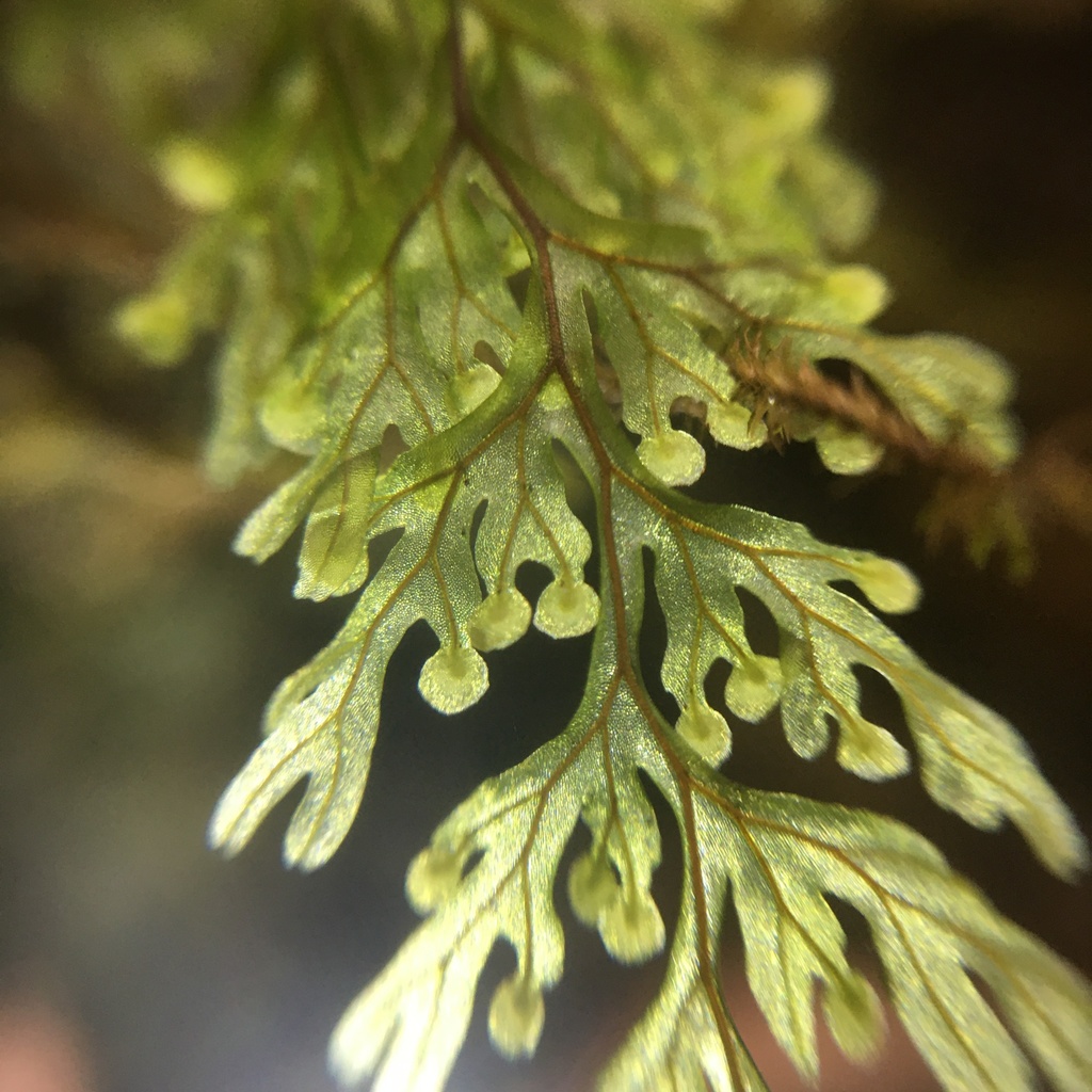 Hymenophyllum punctisorum