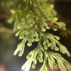 Hymenophyllum punctisorum