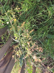 Erigeron sumatrensis