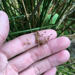 Juncus decipiens