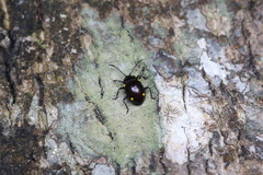 Sinocymbachus humerosus