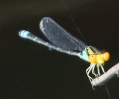 Pseudagrion camerunense