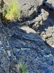 Liolaemus austromendocinus