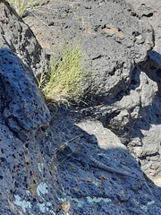 Liolaemus austromendocinus