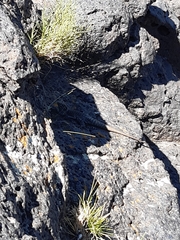 Liolaemus austromendocinus