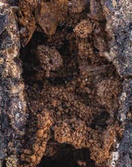 Insecta