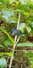 Papilio clytia clytia