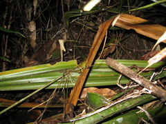 Boana cinerascens