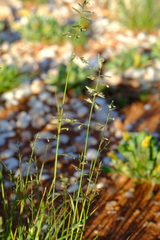 Eragrostis nindensis