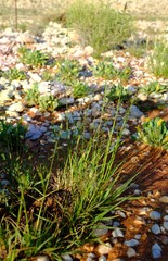 Eragrostis nindensis