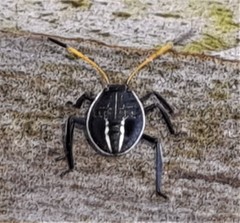 Poecilometis strigatus