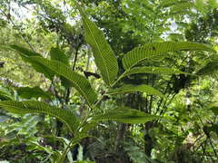 Meniscium reticulatum