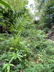 Meniscium reticulatum