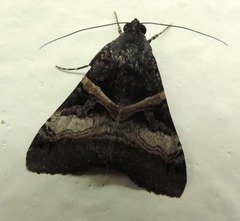 Melipotis nigrobasis