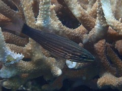 Cheilodipterus artus