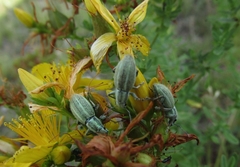 Naupactus auripes