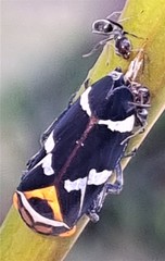 Eurymeloides pulchra