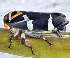 Eurymeloides pulchra