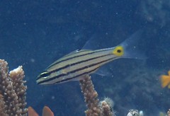 Cheilodipterus isostigma