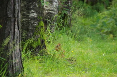 Sciurus vulgaris