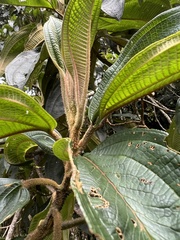 Miconia plethorica
