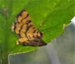 Glycythyma chrysorycta
