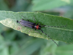 Apagomerella versicolor