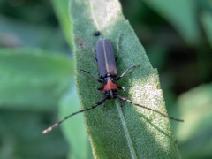Apagomerella versicolor