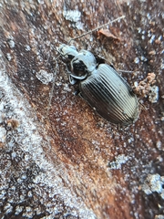 Agonum emarginatum